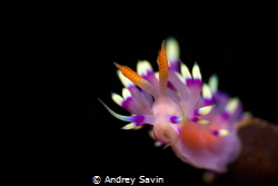 Bacong Pier, Night dive by Andrey Savin 